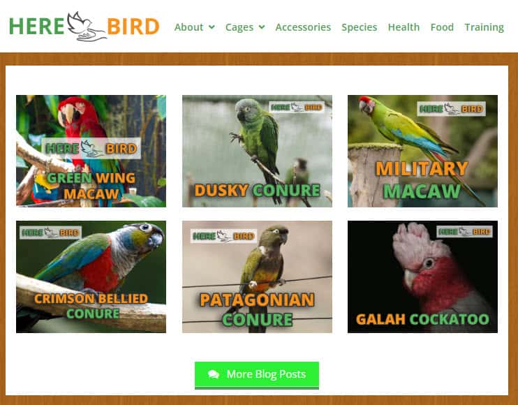 Here Bird Here Bird