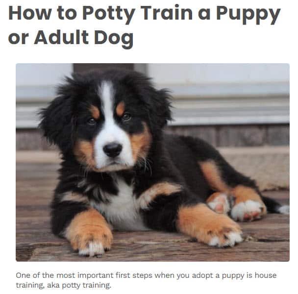 Pet Blog How To Post Pet Blog How To Post Example